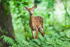 苹果手机6s多少钱(苹果6s换芯片多少钱)