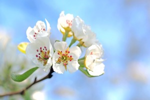 苹果iphone6多少钱一部(想入手一部苹果手机)