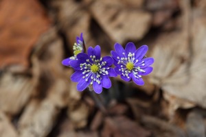 苹果六多少钱(苹果6的电池用多久需要更换)