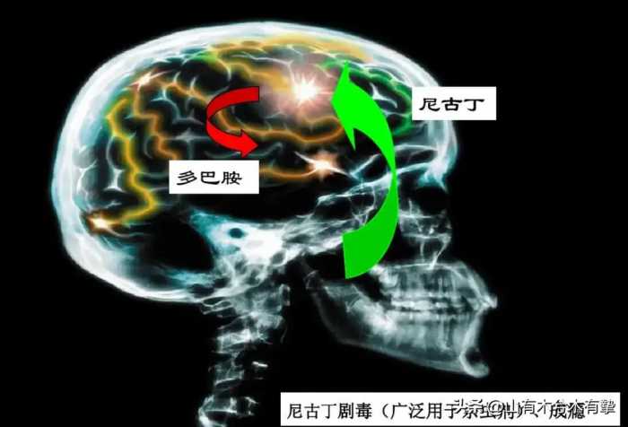 吸烟真的有害吗？英国烟草公司用48只狗做实验，3年每天吸100支烟