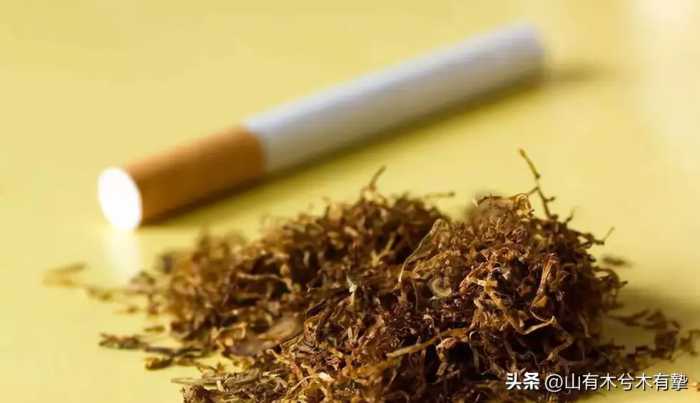 吸烟真的有害吗？英国烟草公司用48只狗做实验，3年每天吸100支烟