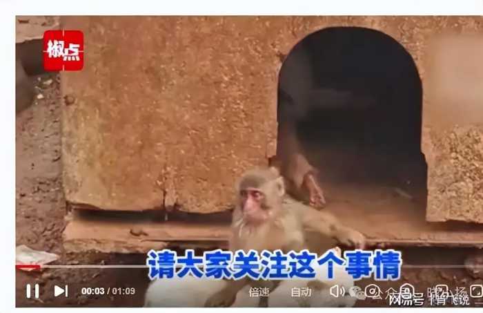 昆明“猴子虐猫”事件持续发酵：为何引起如此恐慌？