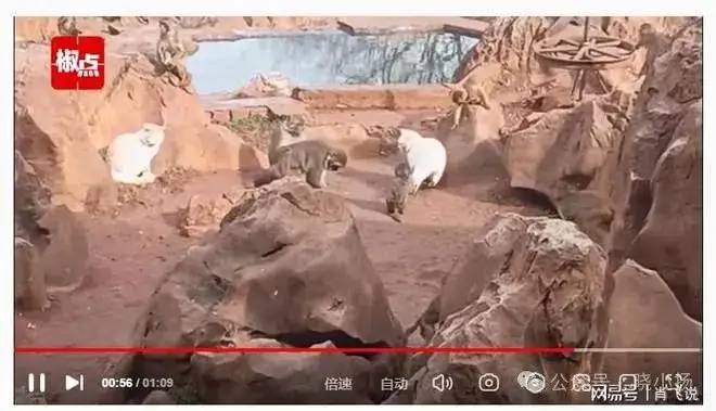 昆明“猴子虐猫”事件持续发酵：为何引起如此恐慌？