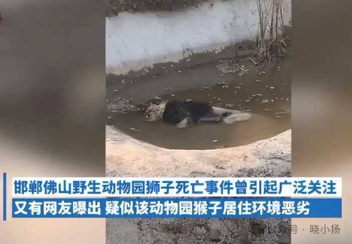 昆明“猴子虐猫”事件持续发酵：为何引起如此恐慌？