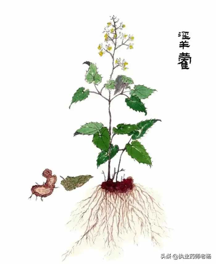 每天认识一味药材——淫羊藿（女士勿进）