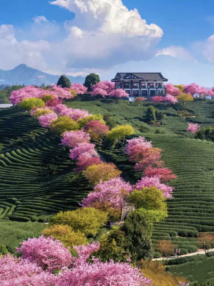 50张千姿百态的动植物风景图片，看完令人心旷神怡