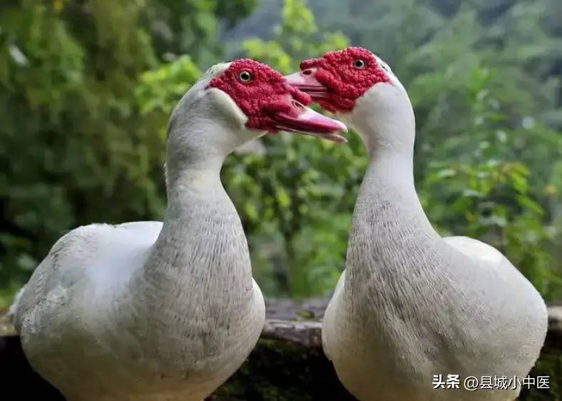 鸭肉的功效