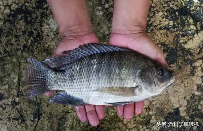 钓鱼佬最烦钓到的五种“搅屎棍”，吃都不想吃，煎起来都浪费油！