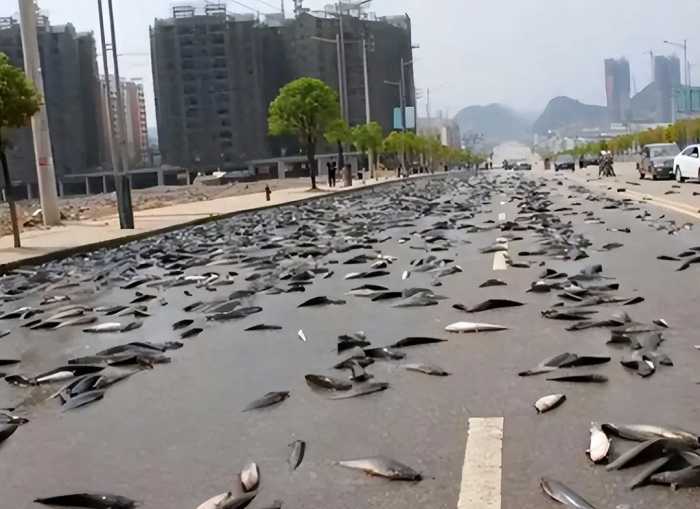 伊朗下罕见“鱼雨”：大量活鱼接连从天而降，背后原因是什么？