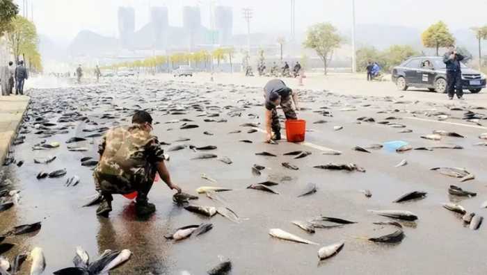 伊朗下罕见“鱼雨”：大量活鱼接连从天而降，背后原因是什么？