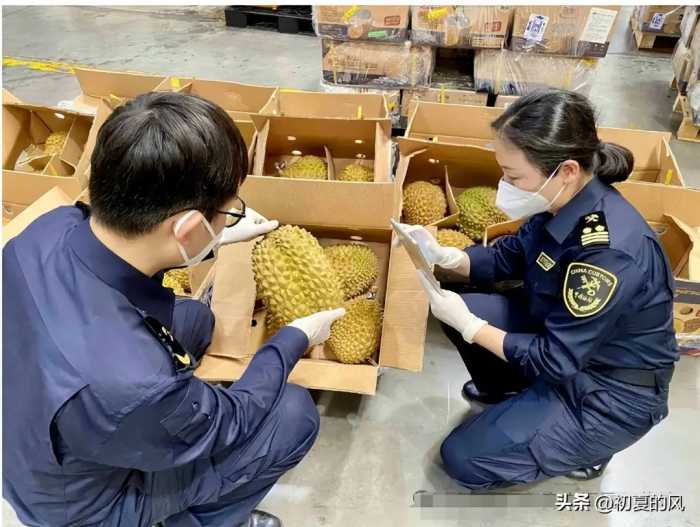 闹大了！烂掉也不要菲律宾的榴莲，中国的老百姓真给力