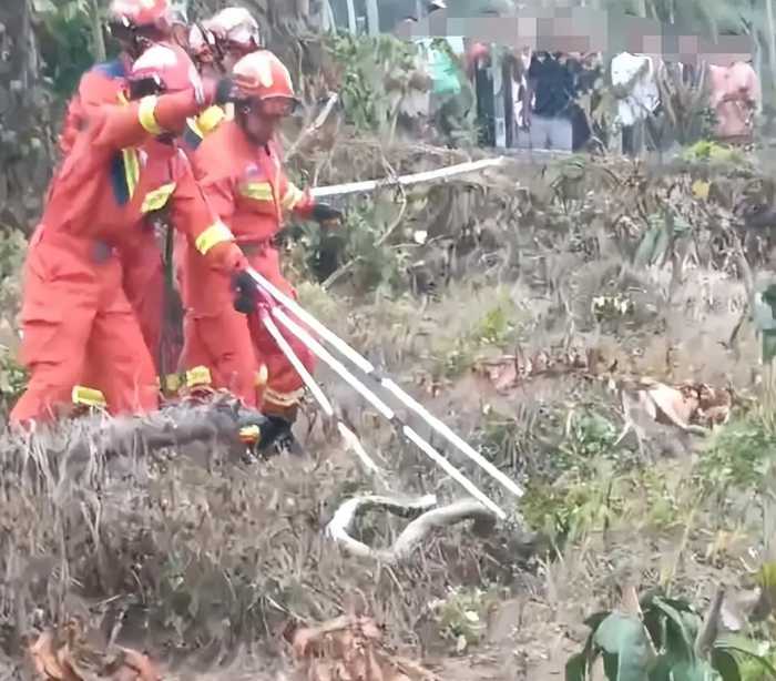 菲律宾男子被巨蟒缠身，用刀砍都治不了的蟒蛇，最后用一招解决