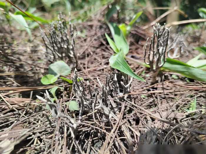 云南人捡菌捡到了“菌界大熊猫”乌灵参