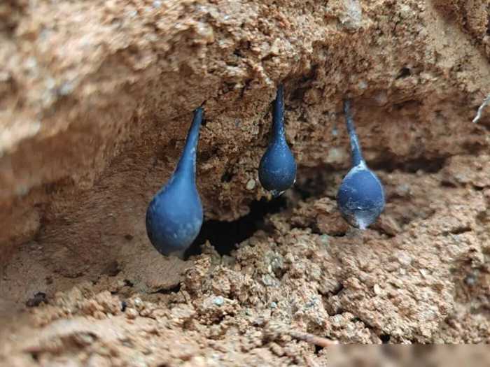 云南人捡菌捡到了“菌界大熊猫”乌灵参