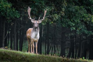 绝地逢生？金立手机官网已恢复上线 可正常访问