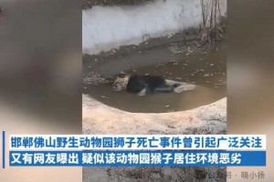 昆明“猴子虐猫”事件持续发酵：为何引起如此恐慌？